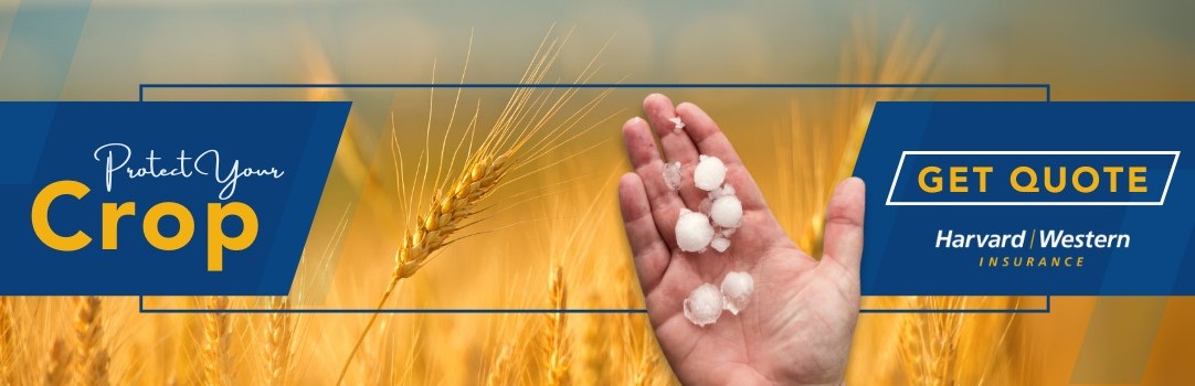 Hailstorm damage to crops